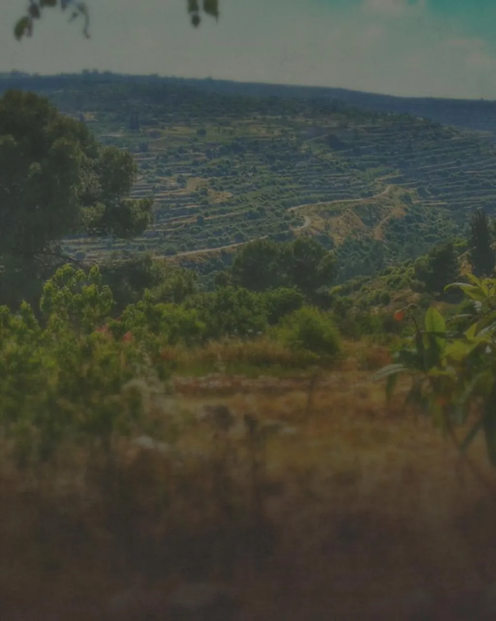 The terraced hills of the Al-Makhrour valley near Bethlehem at dusk