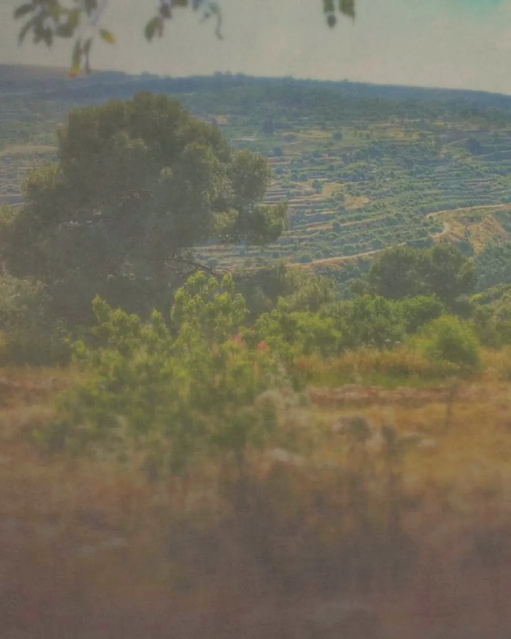 Ancient olive trees on the terraced farmland of the Al-Makhrour valley near Bethlehem