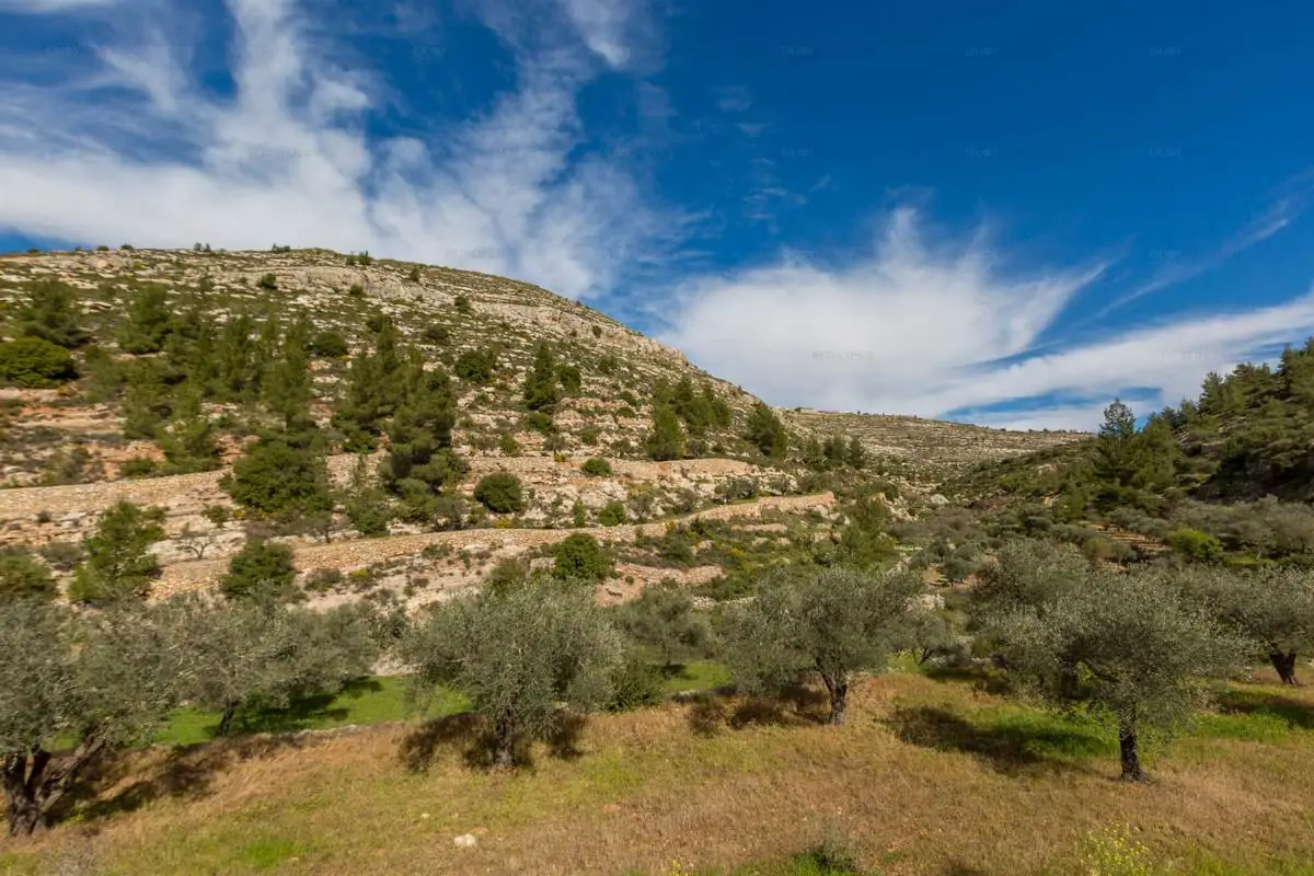 The terraced Al-Makhrour valley landscape near Bethlehem
